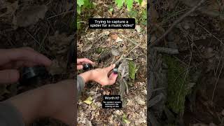how to catch a spider