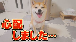 The Shiba Inu, who was not playing with toys and had a gloomy expression, now has a smile again. by 豆柴おもしろ4兄妹 9,490 views 2 weeks ago 8 minutes, 22 seconds