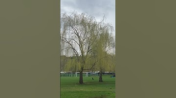 Weeping 😢😢 tree #video #shorts #shortvideo  #tree