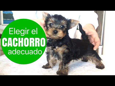 Video: Cómo Elegir Un Cachorro Yorkie