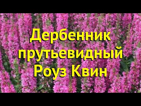Дербенник видный. Краткий