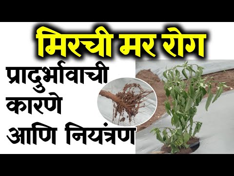 Mirchi mulkhuj | मिरची मर रोग | मिरची वाळणे कारणे व उपाय | मिरची वरील मुळकुज रोगाचे नियंत्रण