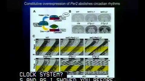 Clock Genes and Clock Cells: A New View