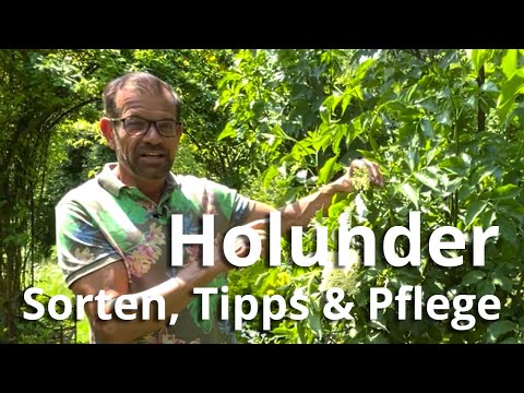 Video: Holunder In Der Garten- Und Hausapotheke