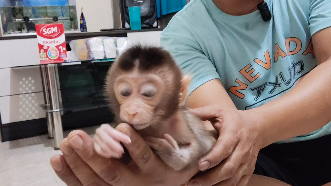 Baby Monkey Feels the Warm Touch of Its Mother