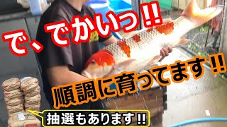 金太郎錦鯉】 お預かり鯉動画❗️ 夢を見て金太郎に預けるのも
