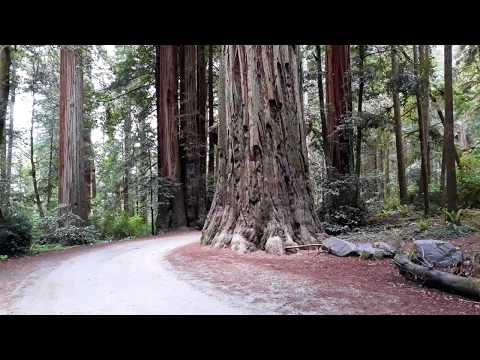 Video: Parku Shtetëror Jedediah Smith Redwoods: Udhëzuesi i plotë