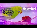 Happy Budgie Sounds while Eating a Strawberry