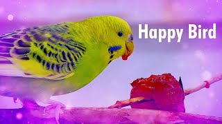 Happy Budgie Sounds while Eating a Strawberry