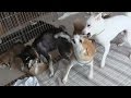 A dad was scolded 3 やりすぎパパに息子ぶち切れ! ☆柴犬☆アズ&コタ、新ファミリーの日常