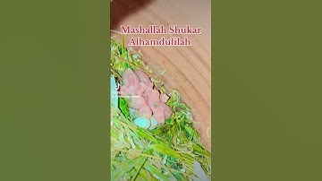 Albino Red Eyes Java / Fawan Java / Java Sparrow Chicks #mab_aviary_karachi #javabreedingtips #viral