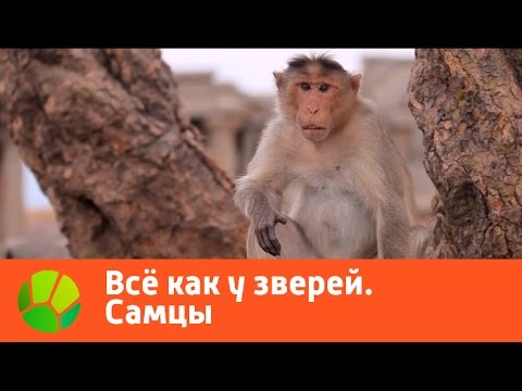 Все как у зверей. Самцы | Живая Планета