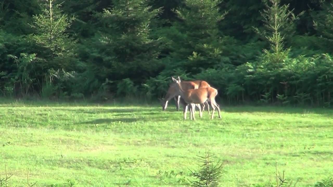 Weekend grofwild spotten in de Belgische Ardennen