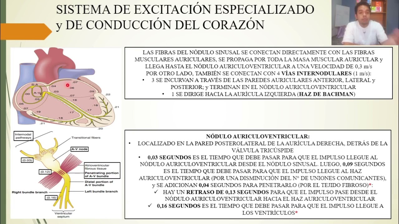 FISIOLOGÍA: EXCITACIÓN RÍTMICA DEL CORAZÓN