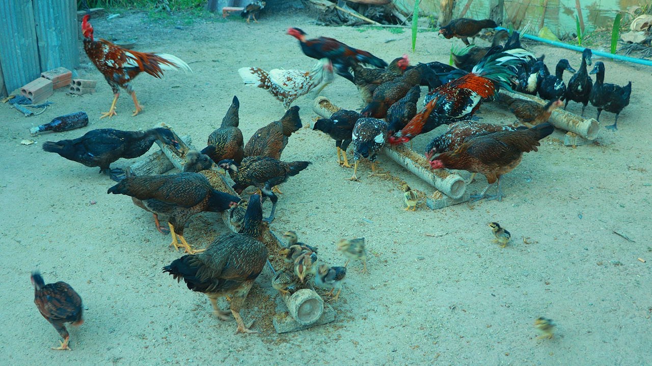 How To Raising Chickens And Duck // Everything You Need To Know ! YouTube