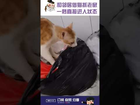 和邻居借猫抓老鼠，这招真厉害🐱🐭