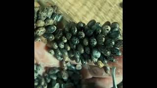 hand seed imitation ticks 2026