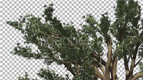 Cedar of Lebanon Top of Tree is Swaying | Motion Graphics - Envato elements