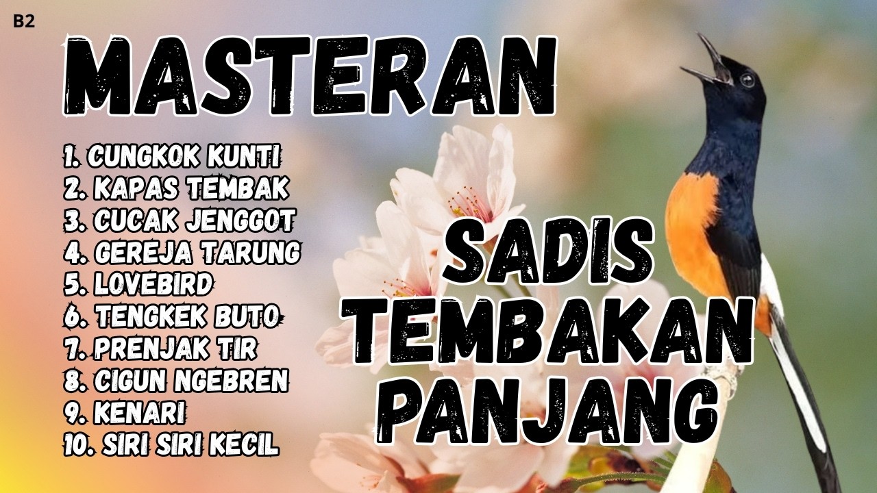 🔴 GACOR SADIS MENTAL KUAT MASTERAN MURAI BATU GACOR