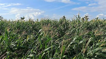 Ra thăm vườn ngô bị mưa bão quật đổ hết vườn || Mẫn Ido