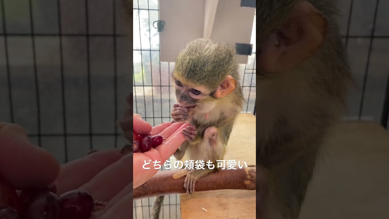 頬袋が可愛いお猿さん♪#shorts #猿 #かわいい - YouTube