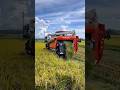 Harvesting Rice with a Kubota Combine Harvester.