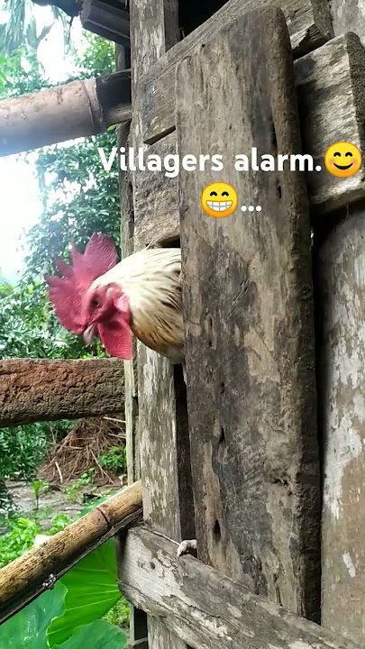 villagers alarm.😊😁#lifeinthevillage #shorts #youtubeshorts