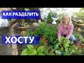 Как размножить хосту. Как разделить куст хосты