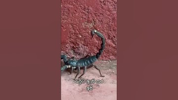 Our pet Scorpion 🦂 #pets #petlover #scorpion #cute #foryou #fyp #youtubeshorts