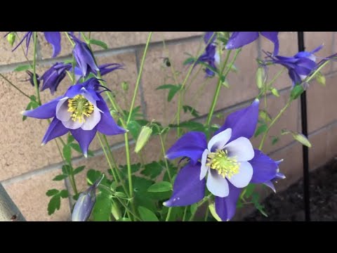 Видео: Growing Columbine Flower - Как да се грижим за Columbine