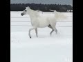 عذبة انتي