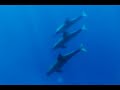 小笠原父島付近でドルフィンスイム🤿南ハンドウイルカ3頭の群れ 8K 360度動画 Dolphin Swim near Chichijima🐬 3 Bottlenose Dolphins 8K 360°
