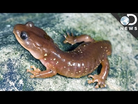 Video: Zullen stenen regenereren bij het oversteken van dieren?