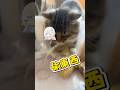 差點被叼走 #vtuber #台v #shorts #有趣 #搞笑 #寵物 #貓咪日常 thumbnail