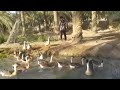 الوز العراقي الجميل الوز العراقي الجميل
