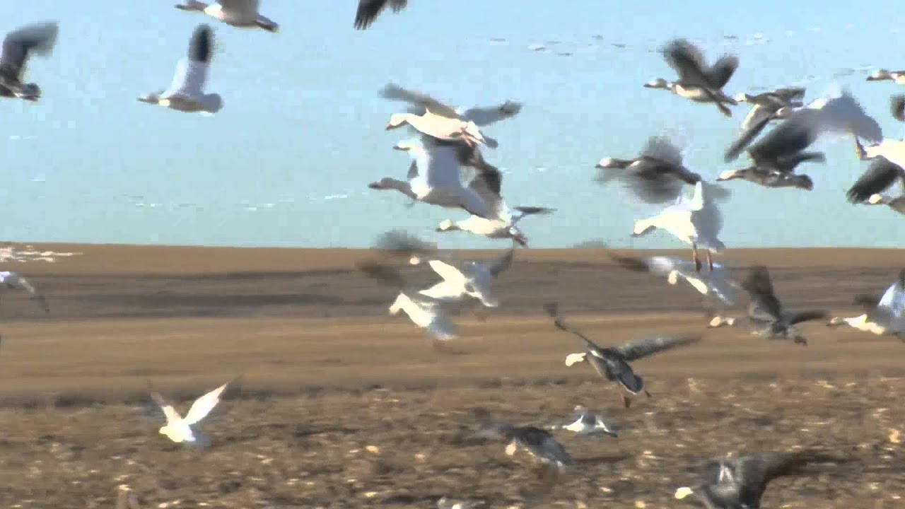 hunting simulator pc Snow Goose Hotline : NDGNF