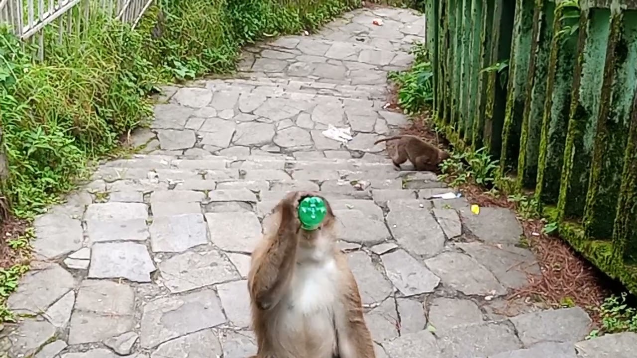 Smart Monkey Knows how to drink  Cold Drinks in India