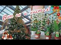 #Орхидеи в Botanic 🌸С Новым 2021 годом!❄️🎄✨