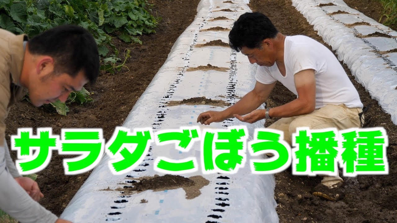 胡瓜収穫とサラダごぼう播種 4 Youtube