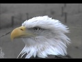 The Decorah Female Eagle 12-01-11 10:30am CST