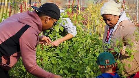 EPICS in IEEE: Urban Gardens Project