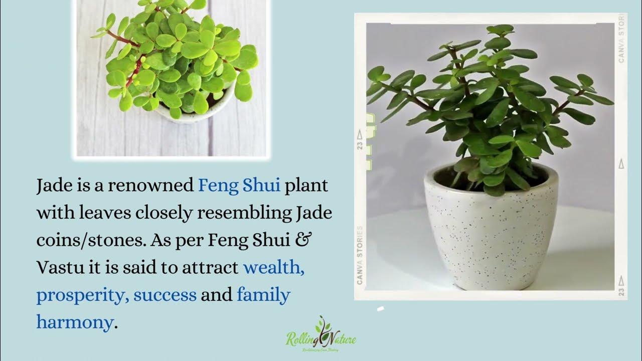 why-you-need-a-jade-plant-in-your-life-vastu-feng-shui-benefits-and