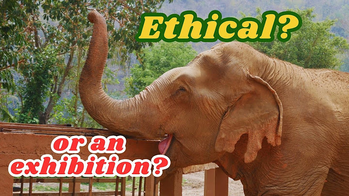 Elephant nature park elephant deoight review năm 2024
