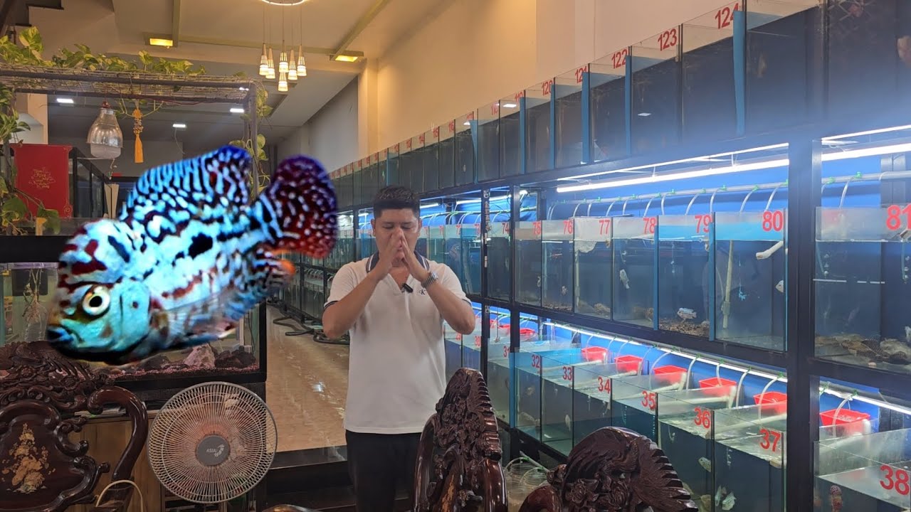 7-7 cá la hán 12 con kamfa f2 cực vip cho anh em đam mê cá la hán dòng king kamfa f2 với giá tận gốc