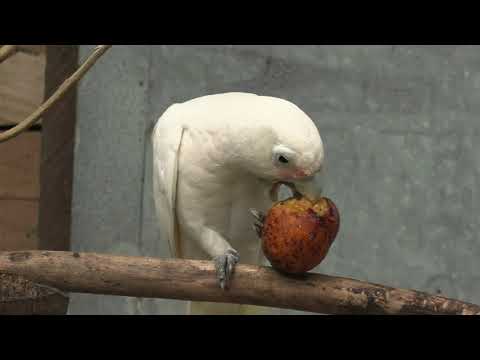 Video: Green Rumped Parrotlet