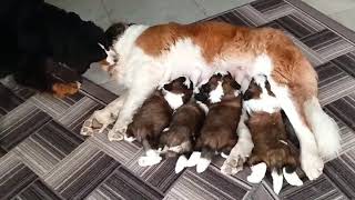 Кормление щенков (22 дня) Щенки сенбернара +79171154106 Feeding of St. Bernard puppies