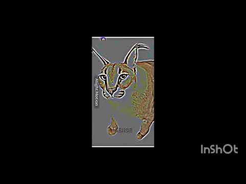 Floppa Vs Bingus (AllForms)
