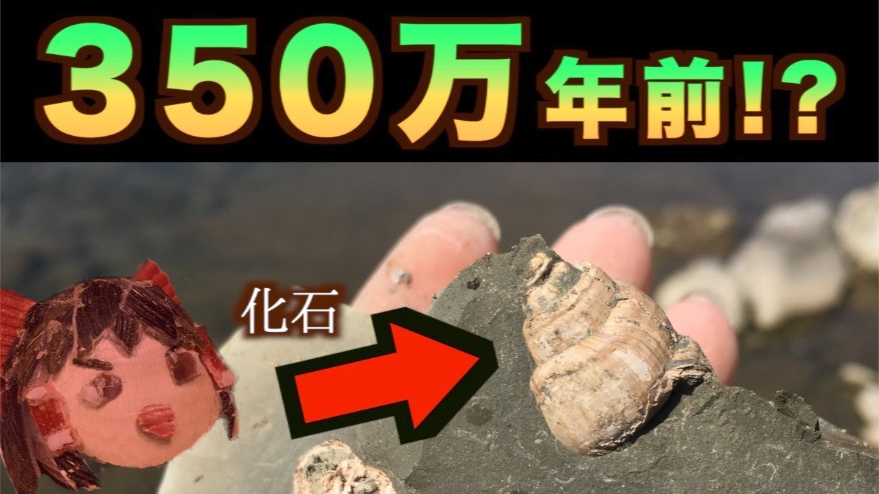 【宝探し】貝殻の化石たくさん発掘！絶滅した貝が300万年ぶりに地表へ！