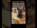 🐶 Reacción Tímida #PastorAleman #AmorPerruno #Mascotas #PerroTierno #ReaccionDePerro #AmorAnimal