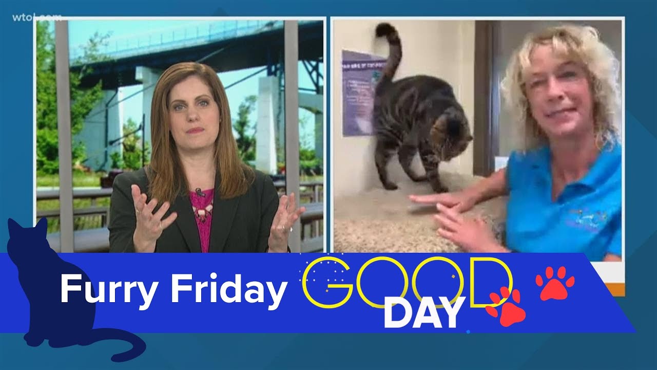 toledo humane society cats